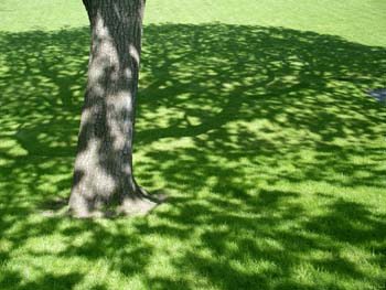 Goldsmiths College Grounds