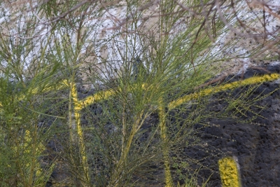 European Amazingness