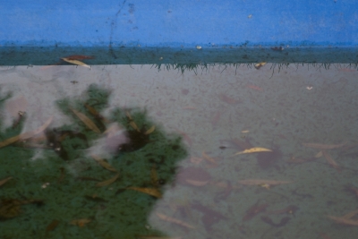 European Amazingness