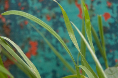 Kent Wildlife Trust - Stone