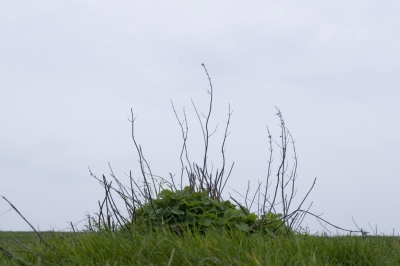 Kent Wildlife Trust - Stone