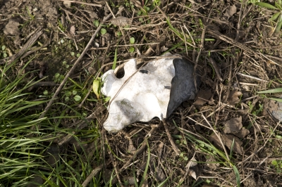 Kent Wildlife Trust - Stone