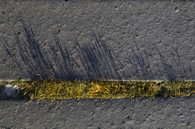 Kent Wildlife Trust - Stone