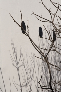 Kent Wildlife Trust - Stone