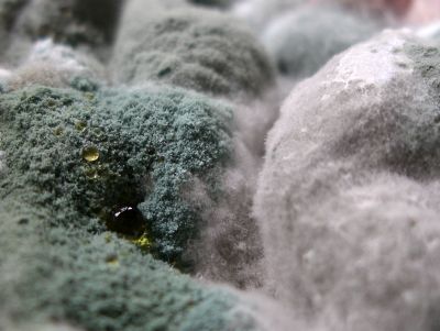 Mouldy
