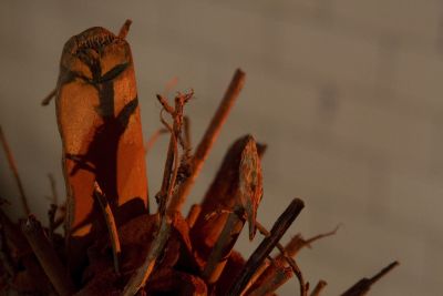 Shaun Caton - Come to Pass